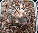 Нажмите на изображение для увеличения.

Название:	Echinocactus horizonthalonius 3.JPG
Просмотров:	486
Размер:	70.9 Кб
ID:	377552