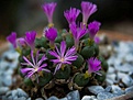 Нажмите на изображение для увеличения.

Название:	Conophytum sp.jpg
Просмотров:	598
Размер:	119.4 Кб
ID:	377597