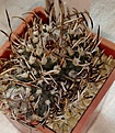 Нажмите на изображение для увеличения.

Название:	Turbinicarpus-bonatzii.jpg
Просмотров:	249
Размер:	339.4 Кб
ID:	377639