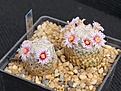 Нажмите на изображение для увеличения.

Название:	Mammillaria hermosana VZD 1181.jpg
Просмотров:	225
Размер:	349.5 Кб
ID:	377655