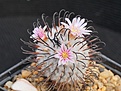 Нажмите на изображение для увеличения.

Название:	Mammillaria peresdelarosae.jpg
Просмотров:	217
Размер:	268.8 Кб
ID:	377656