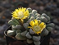 Нажмите на изображение для увеличения.

Название:	Titanopsis luederitzii.jpg
Просмотров:	369
Размер:	231.1 Кб
ID:	377657