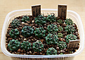 Нажмите на изображение для увеличения.

Название:	Turbinicarpus1_1_5_y.jpg
Просмотров:	202
Размер:	345.8 Кб
ID:	377671