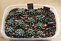 Нажмите на изображение для увеличения.

Название:	Turbinicarpus3_1_5_y.jpg
Просмотров:	197
Размер:	331.5 Кб
ID:	377672