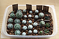 Нажмите на изображение для увеличения.

Название:	Turbinicarpus2_1_5_y.jpg
Просмотров:	176
Размер:	332.0 Кб
ID:	377673