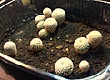 Нажмите на изображение для увеличения.

Название:	Thelocephala_challensis RS2317.JPG
Просмотров:	732
Размер:	187.0 Кб
ID:	377694
