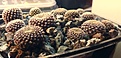 Нажмите на изображение для увеличения.

Название:	Thelocephala_odieri v.pajonalensis  CH  1509 Caleta del Medio.JPG
Просмотров:	727
Размер:	173.9 Кб
ID:	377696