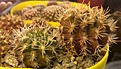 Нажмите на изображение для увеличения.

Название:	Horridocactus_pilispinus JN 1332 Portofino, Atacama, 13m, Chile.JPG
Просмотров:	363
Размер:	203.8 Кб
ID:	377700
