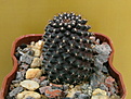 Нажмите на изображение для увеличения.

Название:	Copiapoa humilis var. tenuissima.jpg
Просмотров:	543
Размер:	194.6 Кб
ID:	377710