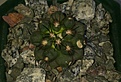 Нажмите на изображение для увеличения.

Название:	Copiapoa.JPG
Просмотров:	660
Размер:	146.4 Кб
ID:	377723