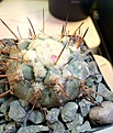 Нажмите на изображение для увеличения.

Название:	Copiapoa_cinerea.JPG
Просмотров:	682
Размер:	127.3 Кб
ID:	377726