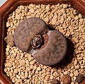 Нажмите на изображение для увеличения.

Название:	lithops2.jpg
Просмотров:	426
Размер:	303.7 Кб
ID:	377736