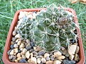 Нажмите на изображение для увеличения.

Название:	Copiapoa paposoensis 2008.JPG
Просмотров:	681
Размер:	213.3 Кб
ID:	377743