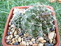 Нажмите на изображение для увеличения.

Название:	Copiapoa paposoensis 2008.JPG
Просмотров:	655
Размер:	213.3 Кб
ID:	377743