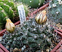 Нажмите на изображение для увеличения.

Название:	Copiapoa paposoensis 2011.jpg
Просмотров:	646
Размер:	246.5 Кб
ID:	377745