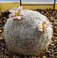 Нажмите на изображение для увеличения.

Название:	Mammillaria_lasiacantha_SB1063_10y.JPG
Просмотров:	360
Размер:	119.8 Кб
ID:	377760