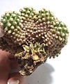 Нажмите на изображение для увеличения.

Название:	Pediocactus knowitonii SB 304.jpg
Просмотров:	280
Размер:	142.5 Кб
ID:	377775