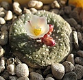 Нажмите на изображение для увеличения.

Название:	Blossfeldia_liliputana_P246_7y.JPG
Просмотров:	393
Размер:	159.8 Кб
ID:	377841