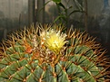 Нажмите на изображение для увеличения.

Название:	IMG_Ferocactus-glaucescens.jpg
Просмотров:	609
Размер:	355.3 Кб
ID:	377843