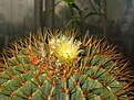 Нажмите на изображение для увеличения.

Название:	IMG_Ferocactus-glaucescens.jpg
Просмотров:	558
Размер:	355.3 Кб
ID:	377843