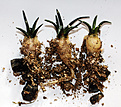 Нажмите на изображение для увеличения.

Название:	N_agavoides_1y7m.jpg
Просмотров:	191
Размер:	334.1 Кб
ID:	377902