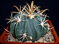 Нажмите на изображение для увеличения.

Название:	Ferocactus latispinus var. lyteus 2008.JPG
Просмотров:	701
Размер:	204.4 Кб
ID:	377904