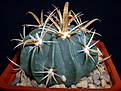 Нажмите на изображение для увеличения.

Название:	Ferocactus latispinus var. lyteus 2008.JPG
Просмотров:	643
Размер:	204.4 Кб
ID:	377904