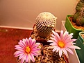 Нажмите на изображение для увеличения.

Название:	T. pseudopectinatus.jpg
Просмотров:	371
Размер:	84.2 Кб
ID:	377914