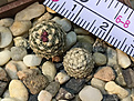 Нажмите на изображение для увеличения.

Название:	Pediocactus knowltonii HK 1201.jpg
Просмотров:	718
Размер:	345.5 Кб
ID:	377919