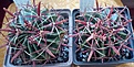 Нажмите на изображение для увеличения.

Название:	Ferocactus latispinus-SLP.jpg
Просмотров:	709
Размер:	394.7 Кб
ID:	377920