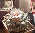 Нажмите на изображение для увеличения.

Название:	Turbinicarpus-polaskii-SB269.jpg
Просмотров:	1383
Размер:	463.6 Кб
ID:	377931