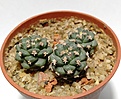 Нажмите на изображение для увеличения.

Название:	Turbinicarpus alonsoi (16г.).jpg
Просмотров:	1426
Размер:	99.6 Кб
ID:	377940