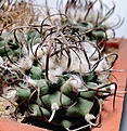 Нажмите на изображение для увеличения.

Название:	Turbinicarpus schwarzii v.rubriflorus (11г.).jpg
Просмотров:	1460
Размер:	151.1 Кб
ID:	377942