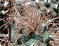 Нажмите на изображение для увеличения.

Название:	Turbinicarpus pseudomacrochele (11г.).jpg
Просмотров:	1420
Размер:	121.4 Кб
ID:	377945