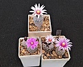 Нажмите на изображение для увеличения.

Название:	T.valdezianus и pseudopectinatus.jpg
Просмотров:	406
Размер:	282.5 Кб
ID:	377980