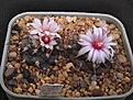 Нажмите на изображение для увеличения.

Название:	Turbinicarpus bonatzii MZ 587.jpg
Просмотров:	424
Размер:	232.5 Кб
ID:	377981