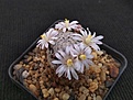 Нажмите на изображение для увеличения.

Название:	Mammillaria sanchez-mejoradae.jpg
Просмотров:	418
Размер:	240.1 Кб
ID:	377982