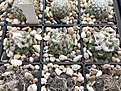 Нажмите на изображение для увеличения.

Название:	T.lophophoroides PP207.jpg
Просмотров:	997
Размер:	332.2 Кб
ID:	377987