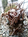 Нажмите на изображение для увеличения.

Название:	Turbinicarpus-maguini-fuscha.jpg
Просмотров:	701
Размер:	491.3 Кб
ID:	378005