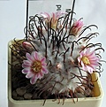 Нажмите на изображение для увеличения.

Название:	Mammillaria_perezdelarosae_RS811_5y.JPG
Просмотров:	394
Размер:	147.8 Кб
ID:	378051
