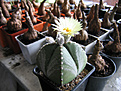 Нажмите на изображение для увеличения.

Название:	astrophytum 002.jpg
Просмотров:	3707
Размер:	99.4 Кб
ID:	378080