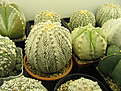 Нажмите на изображение для увеличения.

Название:	astrophytum 003.jpg
Просмотров:	3684
Размер:	116.3 Кб
ID:	378081
