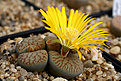 Нажмите на изображение для увеличения.

Название:	Lithops_gracilidilineataIMG_5685.jpg
Просмотров:	327
Размер:	79.0 Кб
ID:	378092