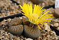 Нажмите на изображение для увеличения.

Название:	Lithops_gracilidilineataIMG_5685.jpg
Просмотров:	302
Размер:	79.0 Кб
ID:	378092