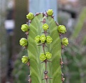 Нажмите на изображение для увеличения.

Название:	Euphorbia cactiforme.jpg
Просмотров:	237
Размер:	75.7 Кб
ID:	378102