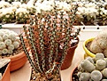 Нажмите на изображение для увеличения.

Название:	Euphorbia  aeruginosa.jpg
Просмотров:	250
Размер:	111.2 Кб
ID:	378113