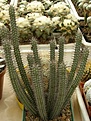 Нажмите на изображение для увеличения.

Название:	Euphorbia  bayoensis.jpg
Просмотров:	260
Размер:	89.3 Кб
ID:	378114