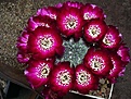 Нажмите на изображение для увеличения.

Название:	Sulcorebutia rauschii WR 289 \'\'green\'\'.JPG
Просмотров:	3138
Размер:	78.5 Кб
ID:	378119