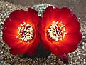 Нажмите на изображение для увеличения.

Название:	Sulcorebutia tarabucoensis JK 66.JPG
Просмотров:	3111
Размер:	58.8 Кб
ID:	378120