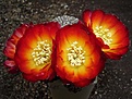 Нажмите на изображение для увеличения.

Название:	Sulcorebutia canigueralii HS 71.JPG
Просмотров:	1181
Размер:	53.0 Кб
ID:	378121